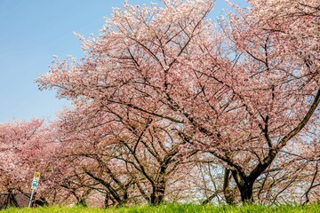 Fototapeta premium 桜