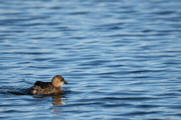 Zwergtaucher jagt Fische