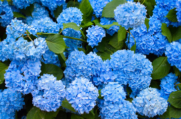 Hydrangea changeable large-leaved Garden French wild-growing bush. Variety of paniculate and tree-like hydrangea. Blue and pink flowers
