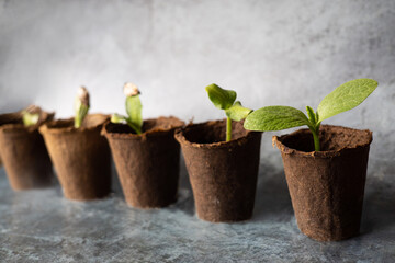 Young vegetable seeds sprouted in peat pots. Different stage of growth of sprouts of pumpkin, zucchini, cucumber. Horticulture hobby concept. Ecologically clean healthy vegetables without pesticide. 