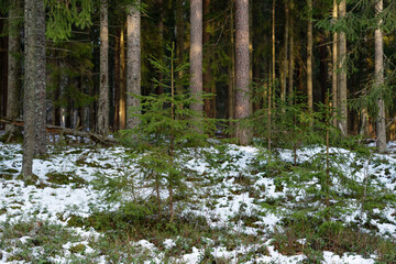 Young Norway spruce trees growing under mature coniferous trees during an early spring evening in Estonia, Northern Europe © adamikarl