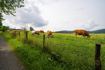 grasende Kühe im Sauerland