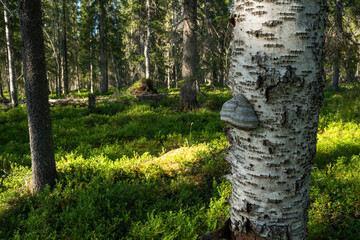 A wood fungus on a Birch tree trunk in a summery Finnish forest, Northern Europe