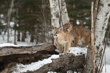 Naklejka na ściany i meble Cougar Siblings (Puma concolor) Stand on Log Together Winter