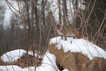 Bobcat (Lynx rufus) Looks Down From Rock Licking Face Winter