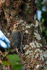 Red-crowned Woodpecker - Melanerpes rubricapillus, beautiful small colored woodpecker from Latin America forests and woodlands, Cambutal, Panama.