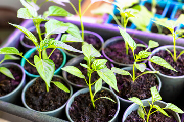 Fresh sweet pepper seedlings in pots close-up. Young green sprout. New harvest. Locally grown. Selective focus