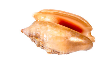  isolated shell of mussel over transparent background