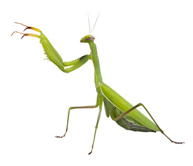 Mante religieuse verte	