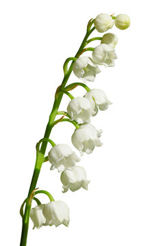 Gros plan d'un brin de muguet	