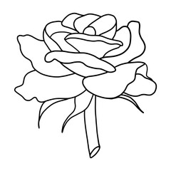 Hand drawn of rose flower on white background. Flower outline style. Vintage vector illustration.