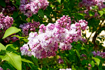 Fototapeta na wymiar A branch of blooming lilacs on a sunny day