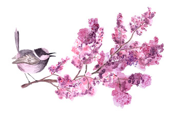 One single little bird with pink violet grey feathers sits on blooming cherry or lilac branch on white background.Copy space. Concept of love, family, feelings