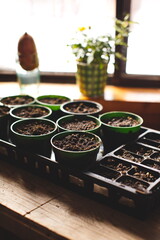 Seedlings starting to grow on a small table inside a house. Farming and agriculture in Ontario, Canada.