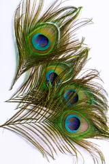 Foto op Canvas Macro peacock feathers on white background,Peacock feathers on a white background,Macro colorful peacock feathers on white background,Set of dividual bright peacock feathers on the white background  © banjongseal324