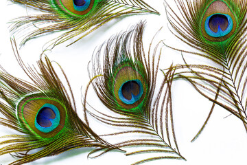 Macro peacock feathers on white background,Peacock feathers on a white background,Macro colorful peacock feathers on white background,Set of dividual bright peacock feathers on the white background 