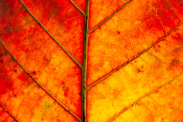 Macro red leaf,close up autumn leaf texture, leaf of Bengal almond ( Terminalia catappa L. )