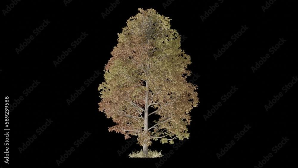 Poster autumn tree animation footage transparent background for background and environment footage replacement , 3d illustration rendering