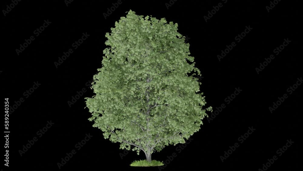 Poster tree animation footage mini storm transparent background for background and environment footage repl