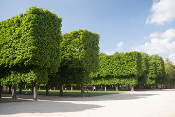 Paris Tuileries Garden (France) with a row of green trimmed chestnut trees, a gravel path, green lawns, iron chairs, human figures and a cloudy blue sky above.