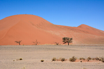 A few small trees grow under the huge dunes of the desert. In the foreground are sparse bushes