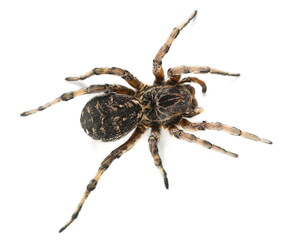 Giant hairy spider, Geolycosa vultuosa isolated on white  