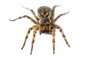 Giant hairy spider, Geolycosa vultuosa isolated on white, Europe 