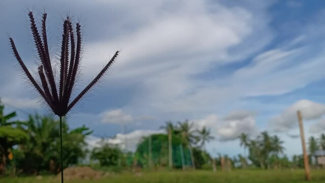 thatch grass