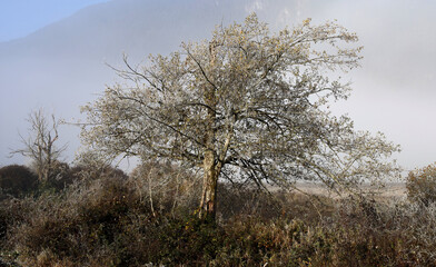 Early morning frost decorates a lonely tree