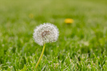 Dandelion weeds going to seed in lawn. Home lawncare, yard maintenance and weed control concept.