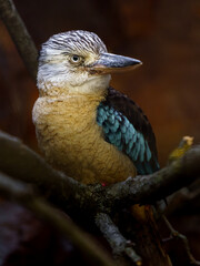 Blue-winged kookaburra