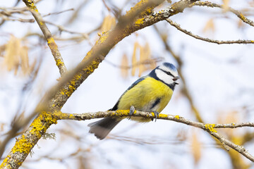 A small Blue tit perched on a Common hazel branch and singing during a sunny spring day in Estonia, Northern Europe