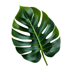 Fototapeta na wymiar green leaf on transparent background, green monstera leaf isolated on white 