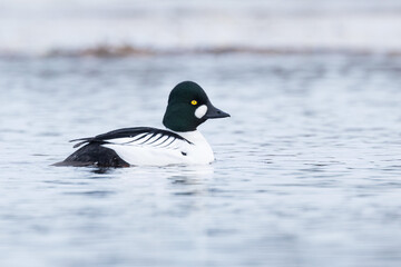 A closeup of a male Common goldeneye duck swimming on an early spring evening in Estonia, Northern Europe	