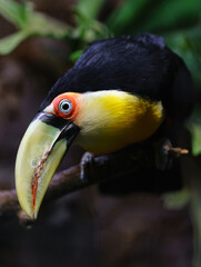 Fototapeta premium Green billed Toucan