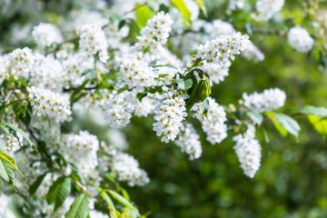 Obraz premium Bird cherry in bloom, spring nature background. White flowers