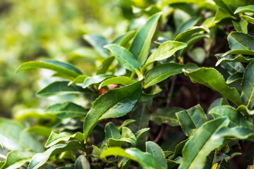 Green tea leaves are on branches, close up outdoor photo