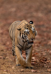 Fototapeta na wymiar Portrait of a tiger taken at Tadoba Andhari Tiger Reserve, India