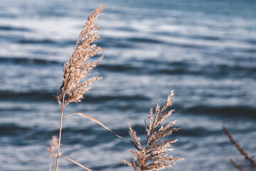Fototapeta na wymiar Dry coastal reed on blurred blue water background, natural photo