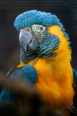 Blue-throated macaw