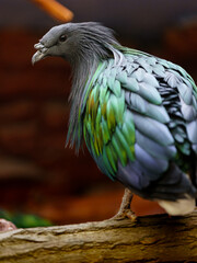 Nicobar pigeon