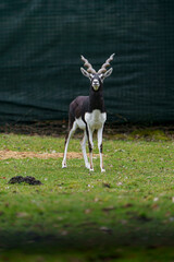 Arabian Oryx