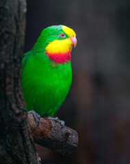 Superb parrot