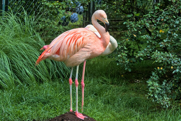 Pink flamingos stand against a background of bright greenery. Flamingos or flamingoes are a type of wading bird. Flamingos usually stand on one leg while the other is tucked beneath their body.