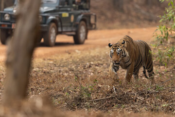 Fototapeta premium Tourists watching a tiger walking in the forest of Tadoba Andhari Tiger Reserve, India