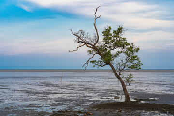 A tree stands alone in the middle of the sea that is a swamp.