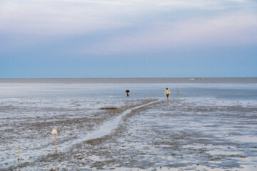 Fishermen who live near estuary in Thailand walking around collecting clam or Solenidae in the middle of the sea at low tide.