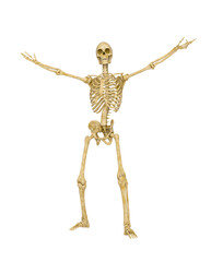 skeleton in a victorious pose