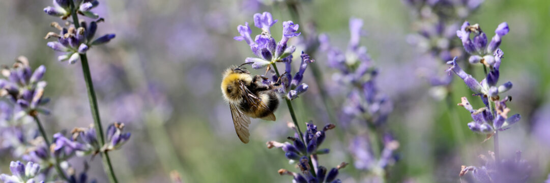 Bee on lavender flowers fields or lavandula angustifolia