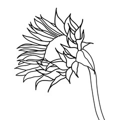 Hand drawn of sunflower on white background. Flower outline style. Vintage vector illustration.